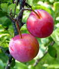 Organic Plum Tree Cuttings - Unrooted Prunus domestica or salicina for Grafting & Propagation