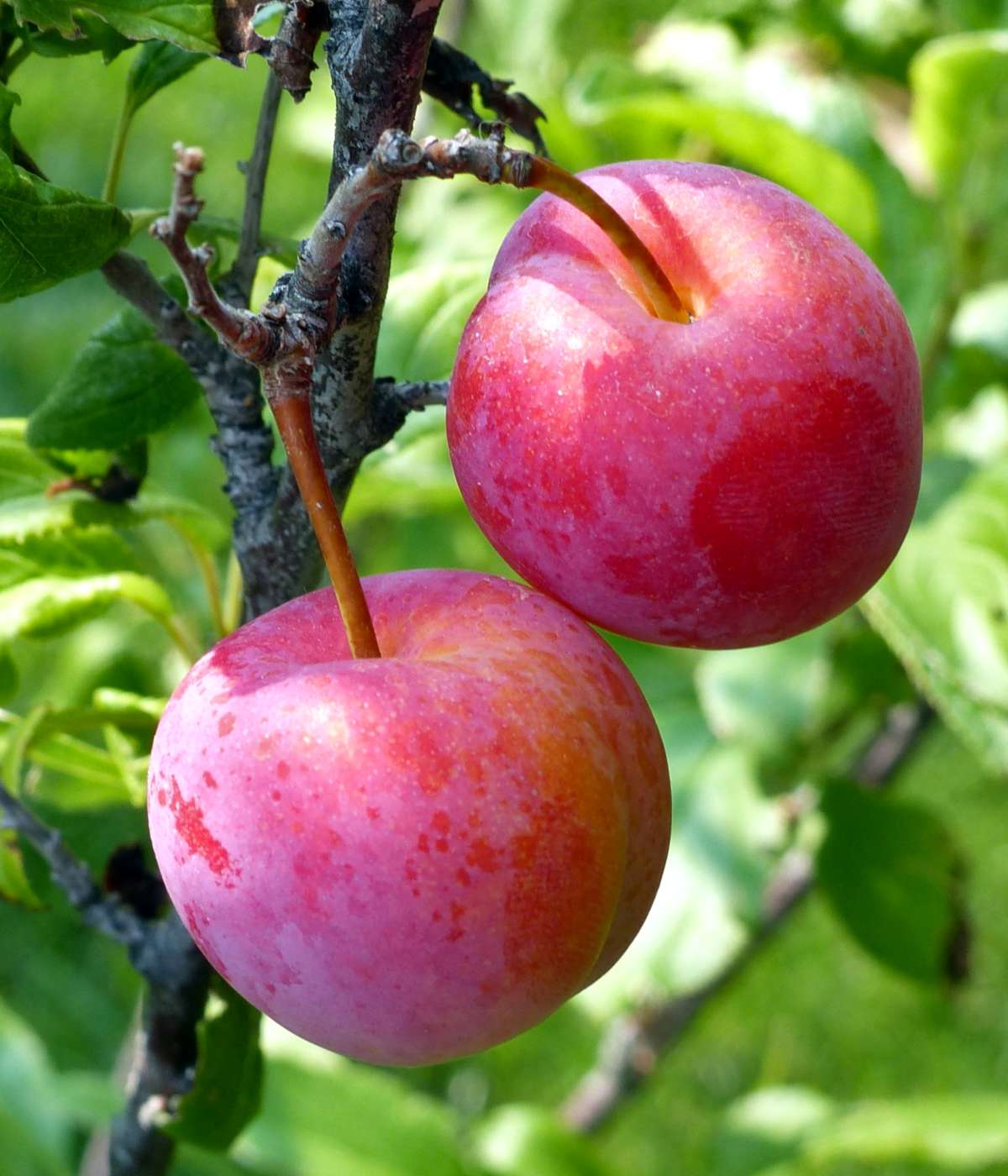 Organic Plum Tree Cuttings - Unrooted Prunus domestica or salicina for Grafting & Propagation