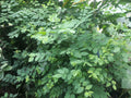 Unrooted Katuk Cuttings – Sweet Leaf Plant Sauropus androgynus Edible Green with Nutty Flavor