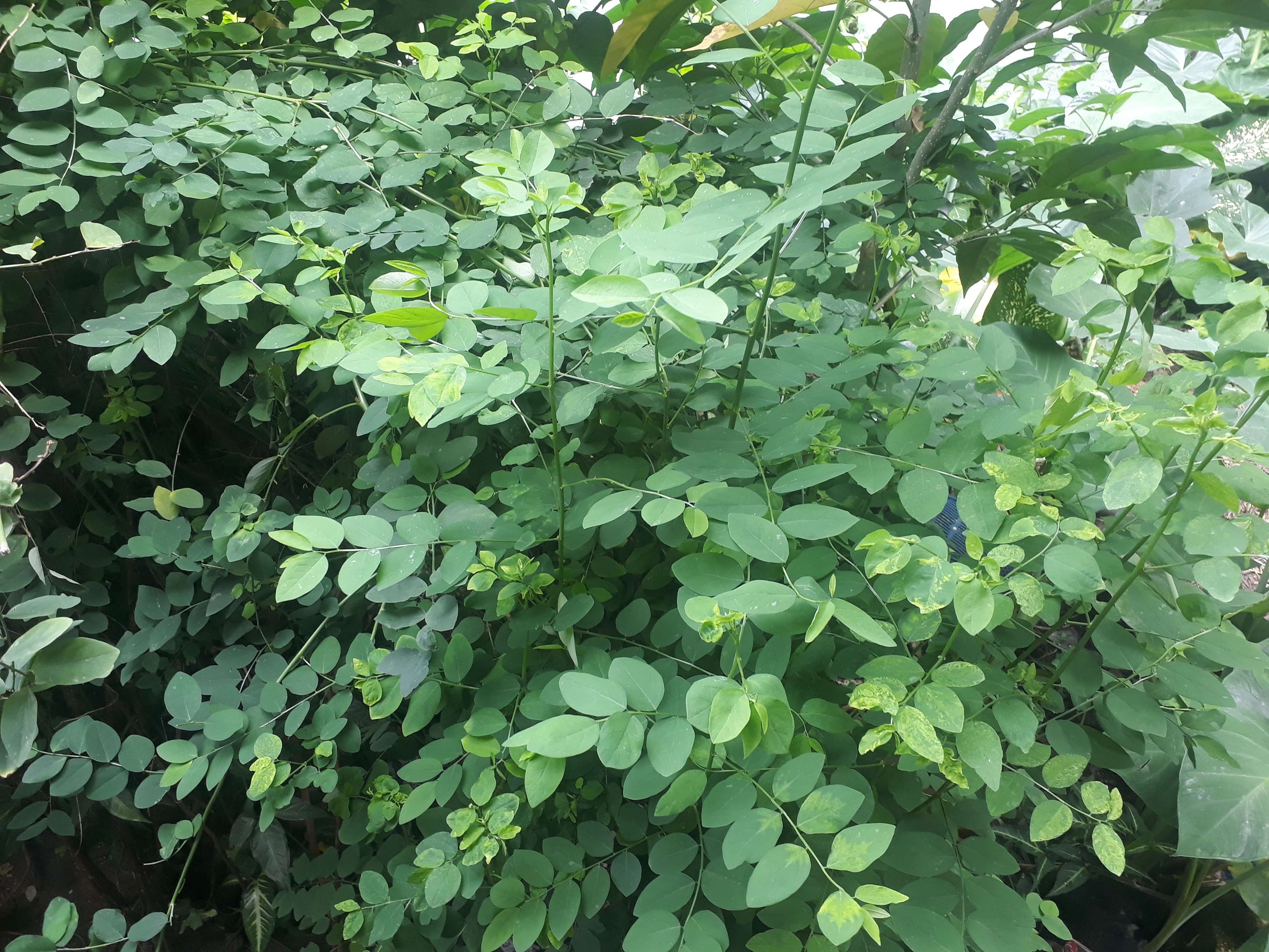 Unrooted Katuk Cuttings – Sweet Leaf Plant Sauropus androgynus Edible Green with Nutty Flavor