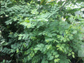 Katuk (Sauropus androgynus) – 7 Fresh Unrooted Cuttings | Edible Leafy Vegetable Shrub