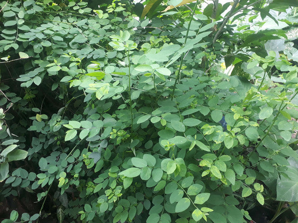 Katuk (Sauropus androgynus) – 7 Fresh Unrooted Cuttings | Edible Leafy Vegetable Shrub