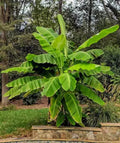 Musa Basjoo Banana Plant – Cold Hardy Japanese Fiber Ornamental Bare Root Starter – Tropical Foliage for Garden & Container