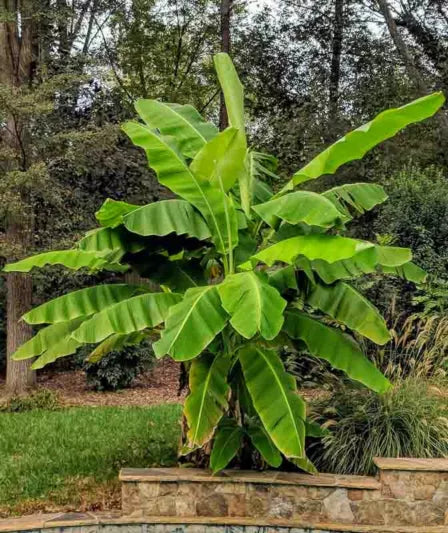 Musa Basjoo Banana Plant – Cold Hardy Japanese Fiber Ornamental Bare Root Starter – Tropical Foliage for Garden & Container