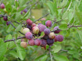 Beach Plum Tree Live Plant 1 ft Tall | Prunus maritima Native Edible Fruit Shrub | Deer Resistant Coastal Drought Tolerant