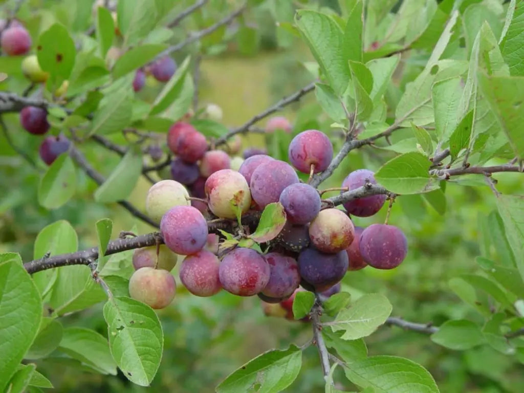 Beach Plum Tree Live Plant 1 ft Tall | Prunus maritima Native Edible Fruit Shrub | Deer Resistant Coastal Drought Tolerant