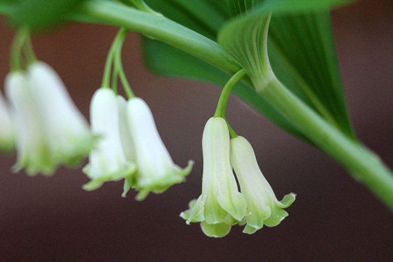 5 Bare-Root Solomon’s Seal Plants | Polygonatum biflorum | Native Woodland Perennial for Shade Gardens