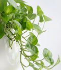 Global Green Pothos Rooted Starter Plant in 2" Pot, Variegated Epipremnum Aureum, Indoor Vine, Easy Care Houseplant