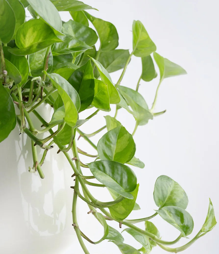 Global Green Pothos Rooted Starter Plant in 2" Pot, Variegated Epipremnum Aureum, Indoor Vine, Easy Care Houseplant