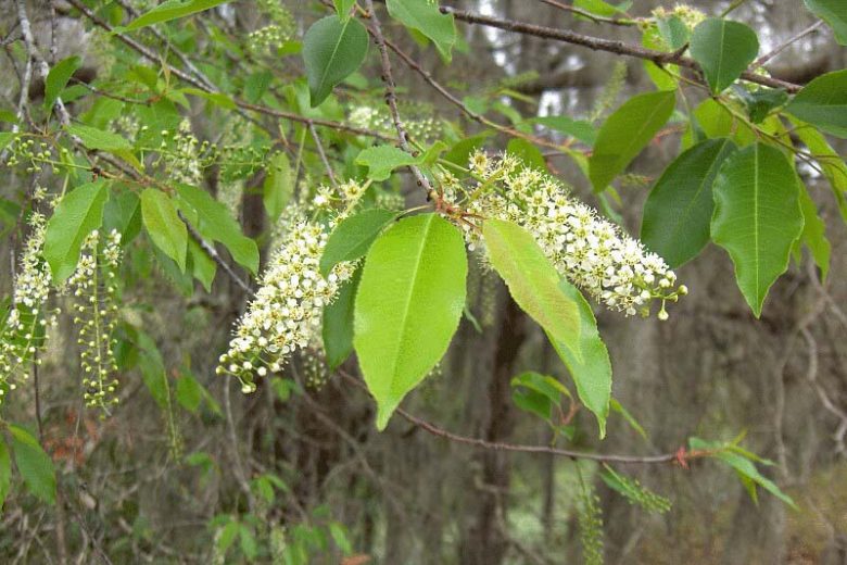 Cherry Laurel Trees Bare Root Seedlings – Evergreen Hedge Shrubs, Fast Growing Privacy Plants, Prunus laurocerasus, 1–2 ft
