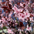 Prunus cerasifera Cherry Plum Black Cuttings – 3 Unrooted 6" Hardwood Stems, Deciduous Fruit Tree with Purple Foliage, USDA Zones 4-9