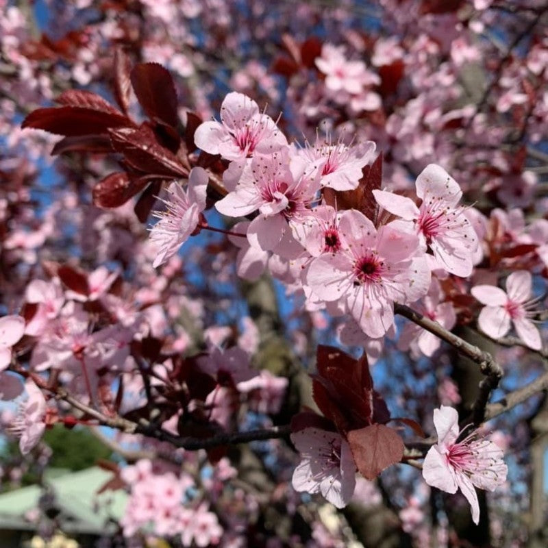 Prunus cerasifera Cherry Plum Black Cuttings – 3 Unrooted 6" Hardwood Stems, Deciduous Fruit Tree with Purple Foliage, USDA Zones 4-9