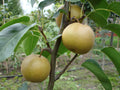 Super Rare Japanese Pear Cutting (Pyrus pyrifolia Nashi) – Fresh Unrooted Cutting for Propagation