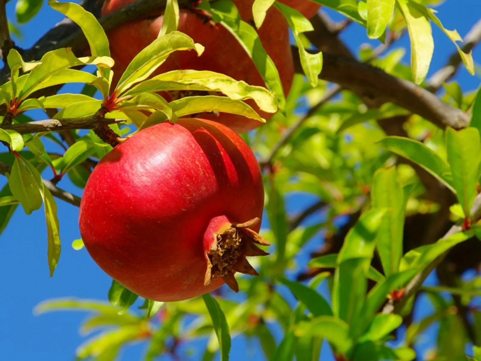 Organic Pomegranate Cuttings – Unrooted 9" Stem for Propagation – Punica granatum Fruit Tree Starts, Heirloom, Edible, Drought-Tolerant