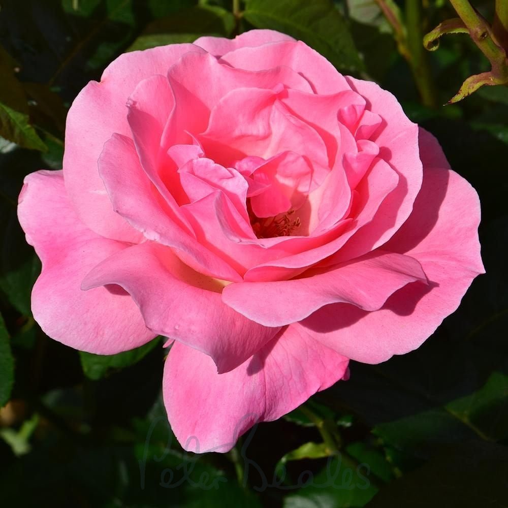 Super Rare Queen Elizabeth Rose Cuttings – 3 Unrooted Propagation Material Rosa ‘Queen Elizabeth’