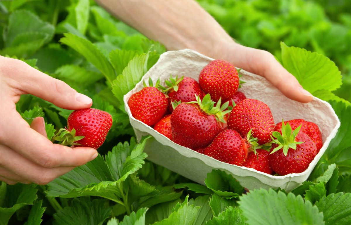 Quinault Everbearing Strawberry Plants (25 Bare Root) – Large Sweet Berries, Cold Hardy, Disease Resistant