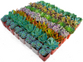 Bulk 2 Inch Succulent Plants Assorted Varieties Live Drought Tolerant Indoor Outdoor Plants for Events & Gifts