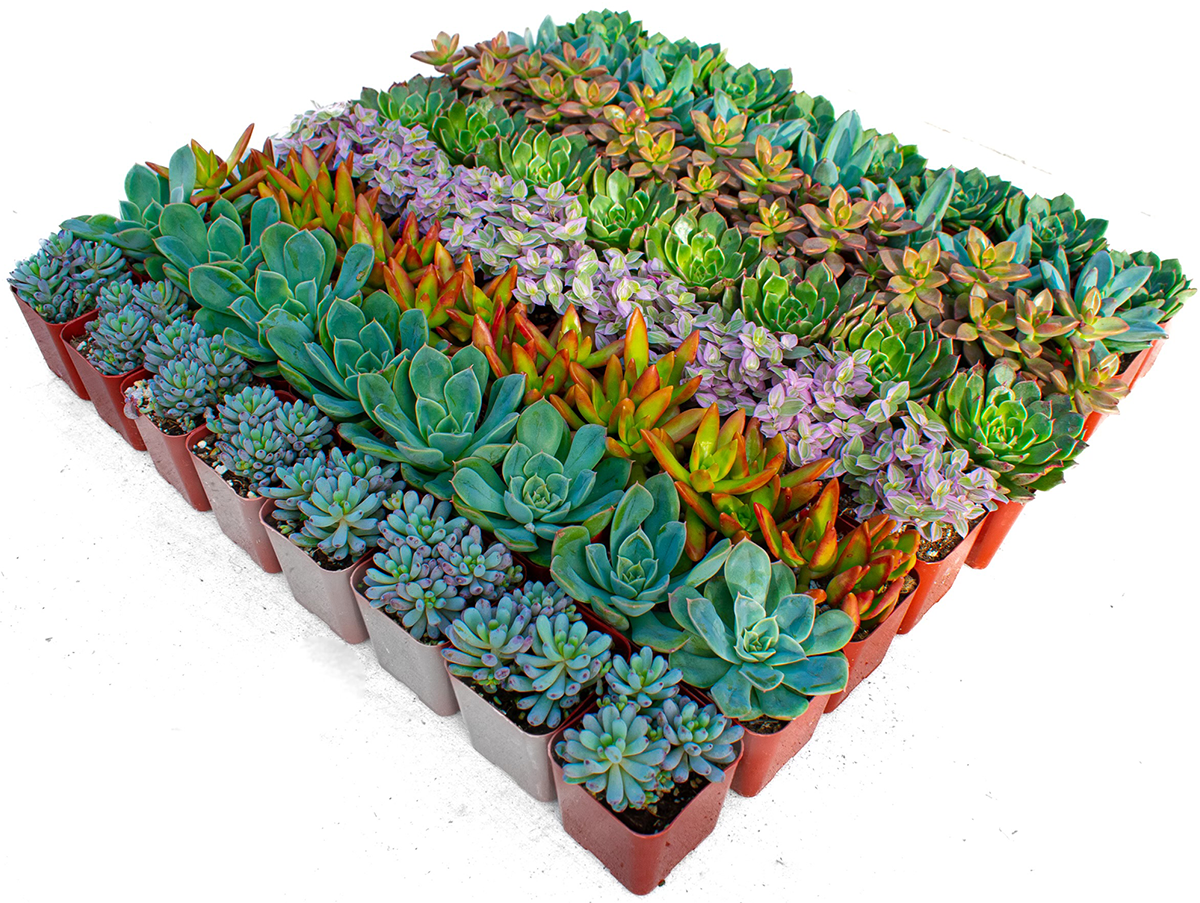 Bulk 2 Inch Succulent Plants Assorted Varieties Live Drought Tolerant Indoor Outdoor Plants for Events & Gifts