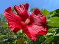 Hardy Hibiscus Live Starter Plant – 3–5 Inch Rooted Hibiscus moscheutos Perennial for Gardens & Borders