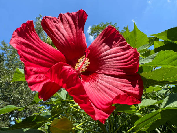 Hardy Hibiscus Live Starter Plant – 3–5 Inch Rooted Hibiscus moscheutos Perennial for Gardens & Borders