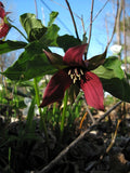 Red Trillium Bulbs – Native Perennial Wildflower for Shade Gardens, Spring Blooms, Trillium erectum