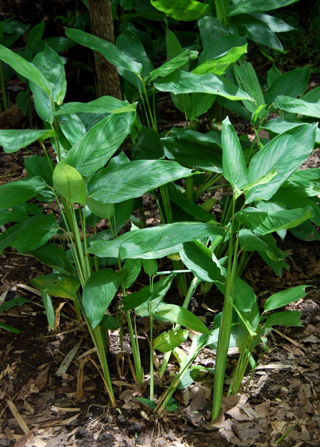 Arrowroot (Maranta arundinacea)
