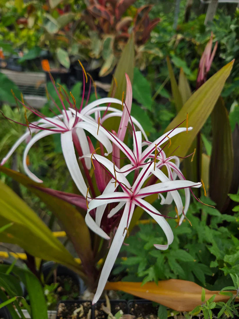 Queen Emma Purple Crinum Lily Bulbs | 6-8" Bare Root | Fragrant Purple Foliage | Crinum augustum Tropical Perennial