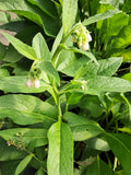 12 Bocking #4 Comfrey Root Cuttings – Organic Medicinal Herb, Permaculture Fertilizer, Non-Spreading Hybrid