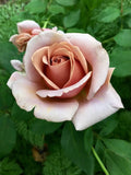 Koko Loko Rose Bush Live Bare Root Floribunda Fragrant Lavender-Cocoa Hybrid Plant