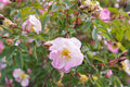 Rosa palustris Seeds – Swamp Rose Wildflower, Non-GMO Perennial Seeds for Native Gardens & Wetlands