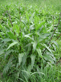 Rumex altissimus Seeds – Native Tall Dock Perennial for Prairies & Wet Meadows, Copper Butterfly Host Plant, 100 Seeds