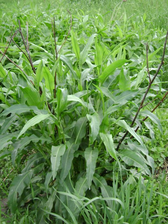 Rumex altissimus Seeds – Native Tall Dock Perennial for Prairies & Wet Meadows, Copper Butterfly Host Plant, 100 Seeds