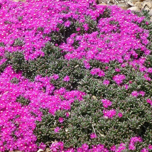 Creeping Ice Plant Cuttings – Rare Purple Pink Succulent Ground Cover, Drought Tolerant, Unrooted Live Stems, Trailing Cactus, Xeriscape