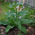 Russian Comfrey Cuttings Bocking 14 Non-Invasive Perennial Fertilizer Pollinator Garden