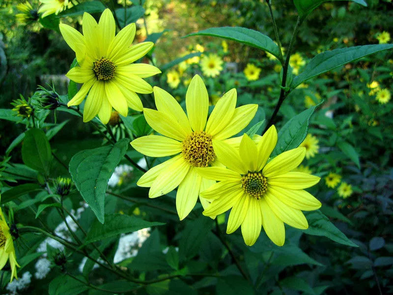 Lemon Queen Sunflower Seeds - 80 Pack Helianthus annuus Bright Yellow Blooms for Garden, Attract Pollinators, Easy to Grow