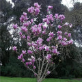 3-Inch Saucer Magnolia Seedling, Magnolia x soulangeana Flowering Bush Tree, Fragrant Blooms, Small Garden Tree
