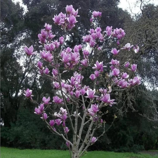 3-Inch Saucer Magnolia Seedling, Magnolia x soulangeana Flowering Bush Tree, Fragrant Blooms, Small Garden Tree