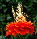 Zinnia Seeds - Orange King Double Variety for Pollinators, Butterflies & Hummingbirds - Non-GMO, 200 Pack