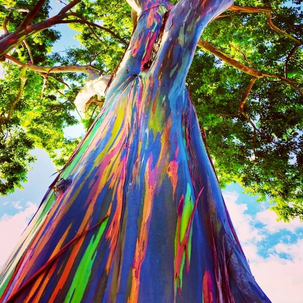Rainbow Eucalyptus Tree Seeds - 50 Tropical Eucalyptus deglupta Seeds for Planting, Multicolored Bark, Garden, Landscaping