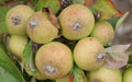 Medaille d'Or Apple Seeds - Heirloom Malus domestica for Home Garden Planting, Sweet Crisp Apples, 25+ Seeds