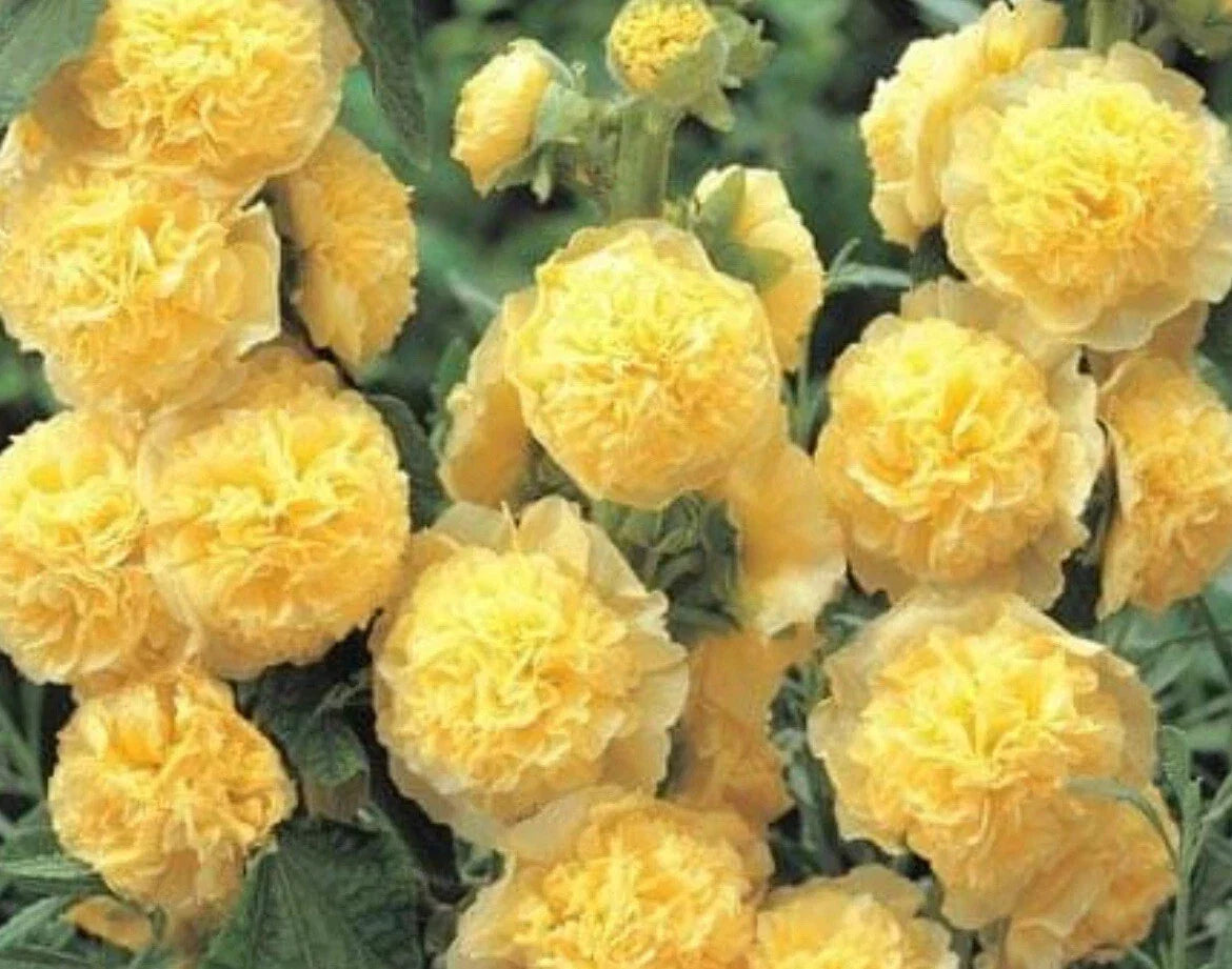 Double Yellow Hollyhock Seeds – Alcea rosea Perennial Flower Seeds for Gardens, Borders, and Containers