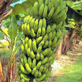 Gran Nain Banana Tree Starter Plant - Musa acuminata - Rooted Variety for Home Gardening