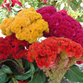 Celosia Cristata Seeds - Mixed Colors for Fall Planting - Vibrant Cockscomb Flower Seeds - 25+ Pack