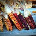Indian Corn Seeds - 500+ Heirloom NON-GMO Zea mays for Planting, Decorative & Culinary Use