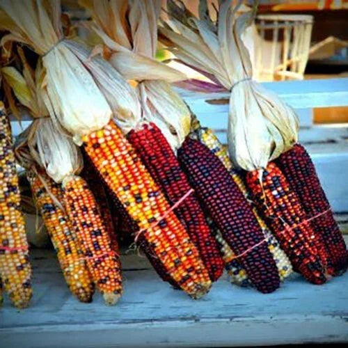 Indian Corn Seeds - 500+ Heirloom NON-GMO Zea mays for Planting, Decorative & Culinary Use