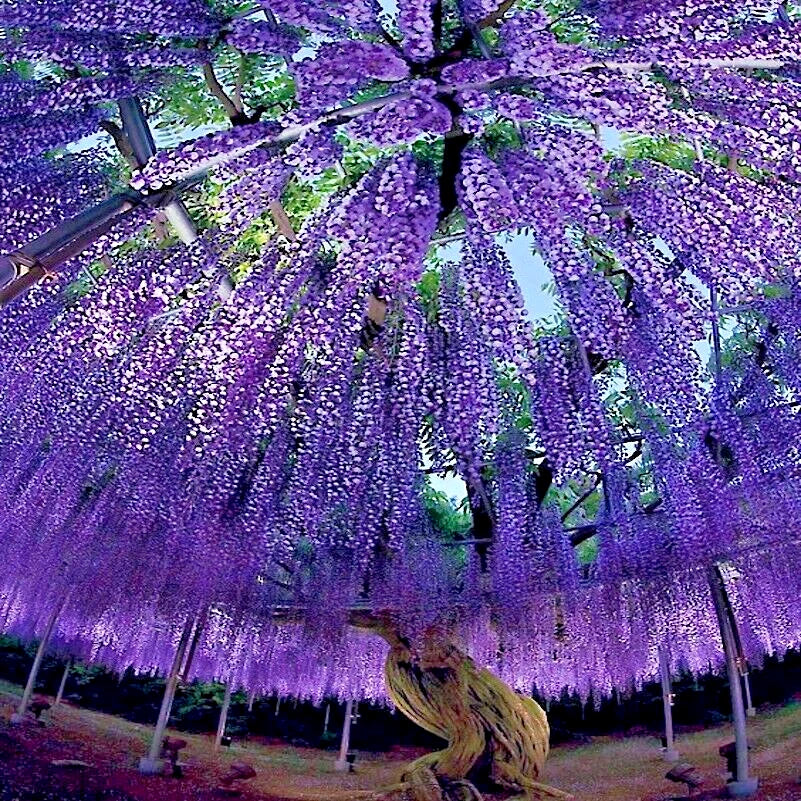 Chinese Wisteria Seeds - Climbing Vine, Purple Flowers, Wisteria sinensis, 10 Seeds