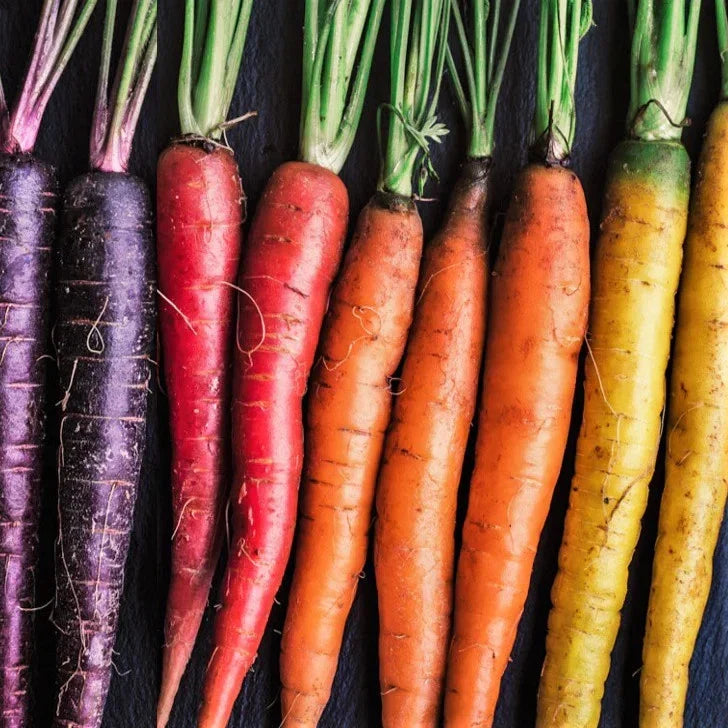 Rainbow Mix Carrot Seeds - Daucus carota - Purple, Red, Yellow, Orange Blend, Vegetable Seeds, Garden, 2025 Planting