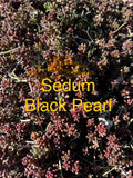Sedum Black Pearl Ground Cover Plants in 4” Pot, Hardy Succulent Perennials, Sedum spurium, Zones 4-8