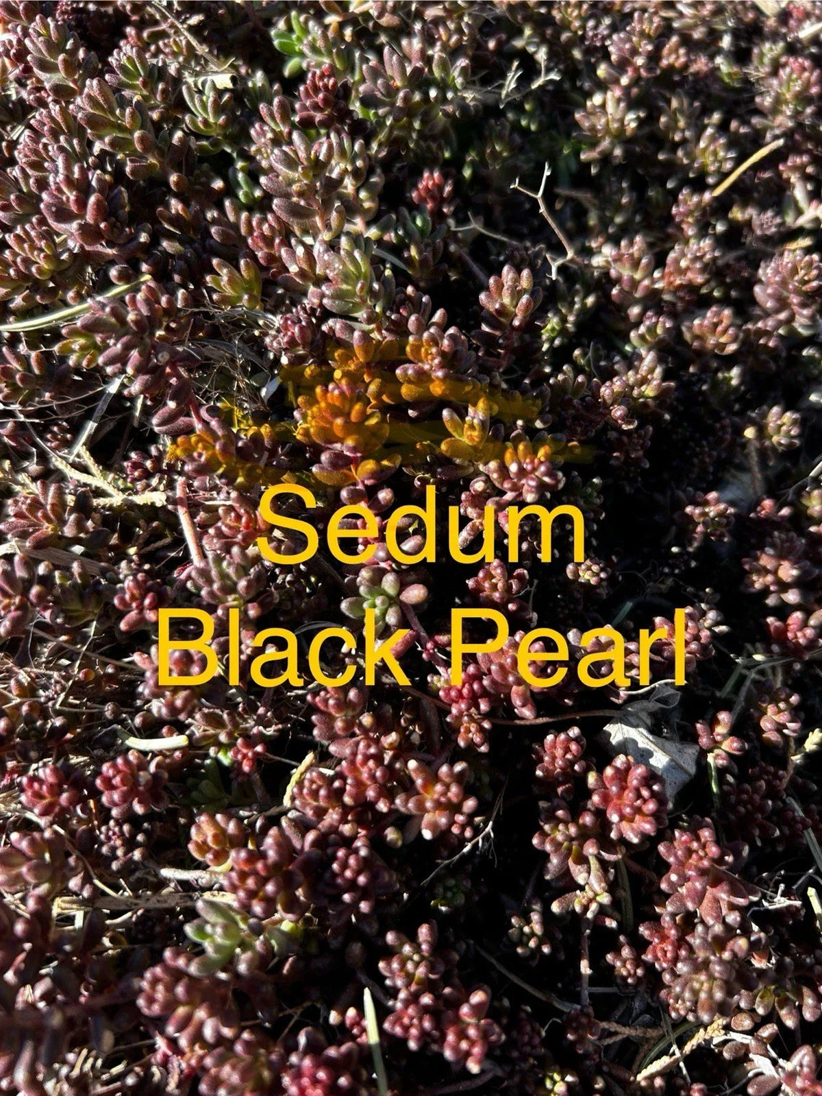 Sedum Black Pearl Ground Cover Plants in 4” Pot, Hardy Succulent Perennials, Sedum spurium, Zones 4-8