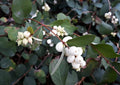 Snowberry Shrub Seeds - Non-GMO, Symphoricarpos albus, Native Iowa, Deciduous Bush, White Berries, Garden, Landscape, 50+ Seeds